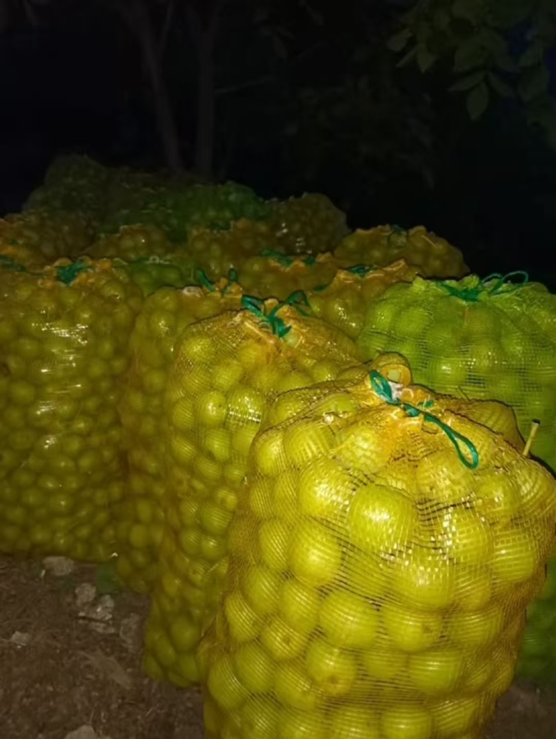 青皮核桃