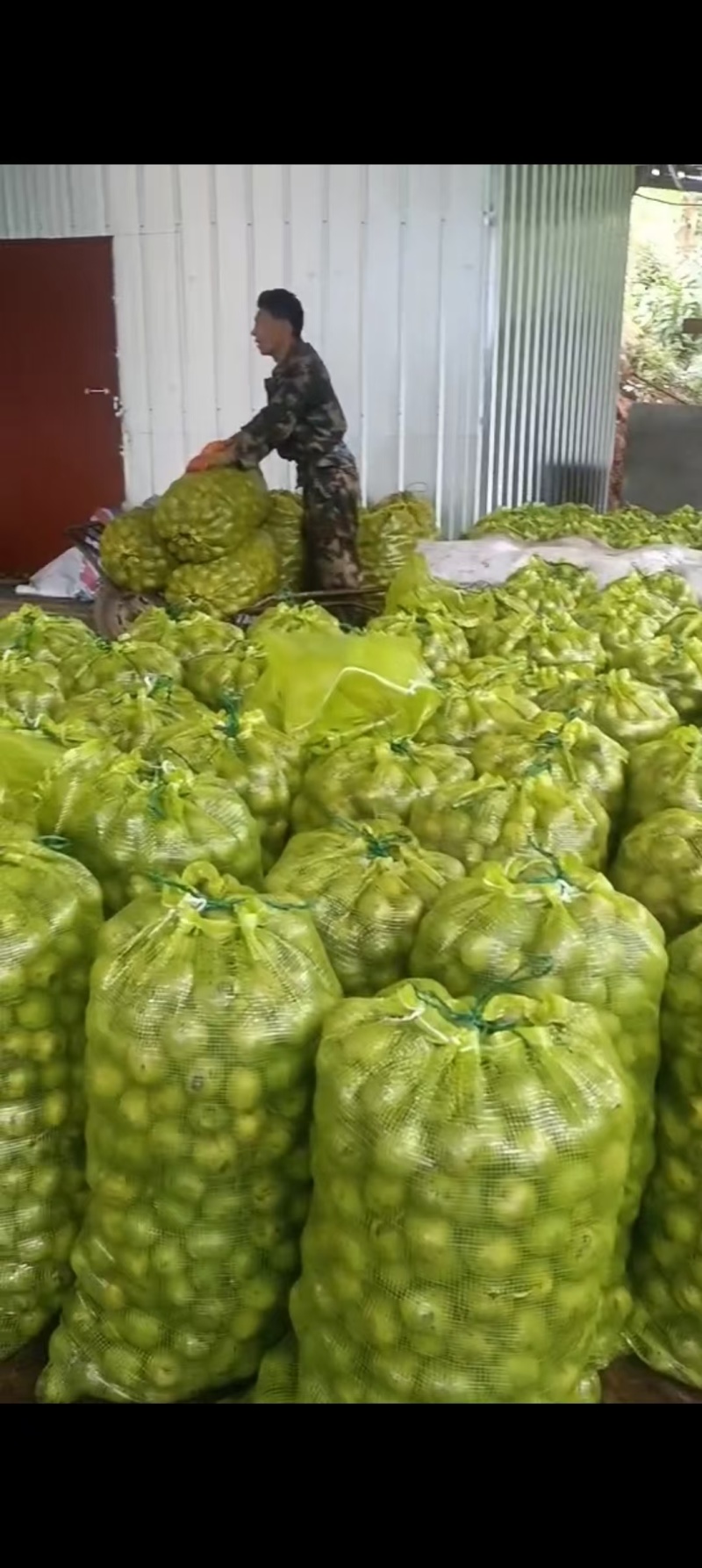 青皮核桃