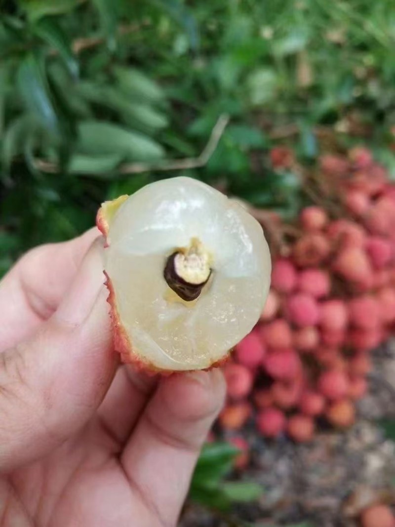 现摘老树桂味荔枝，源头种植基地直发