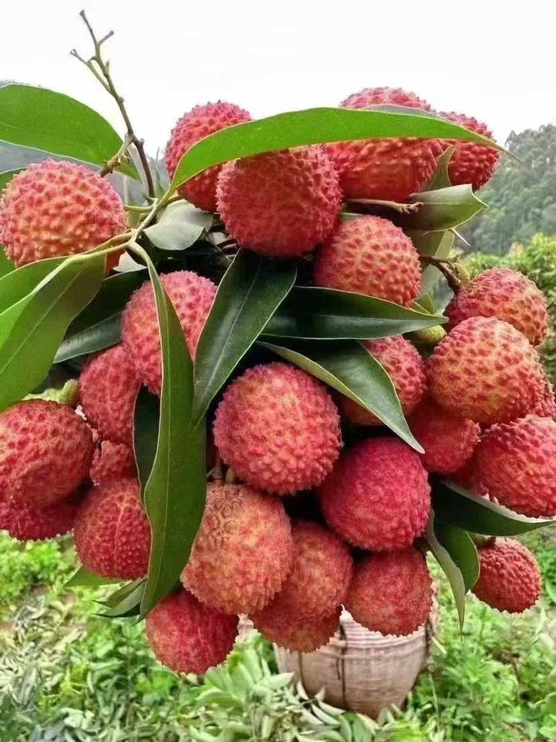 现摘老树桂味荔枝，源头种植基地直发