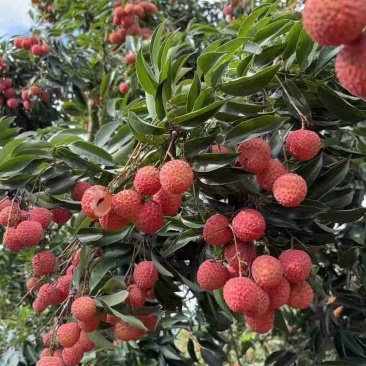 现摘老树桂味荔枝，源头种植基地直发