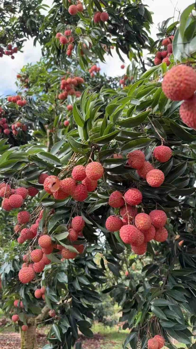 现摘老树桂味荔枝，源头种植基地直发
