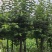 紫叶稠李3公分-5公分
