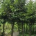 紫叶稠李3公分-5公分