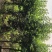 紫叶稠李3公分-5公分