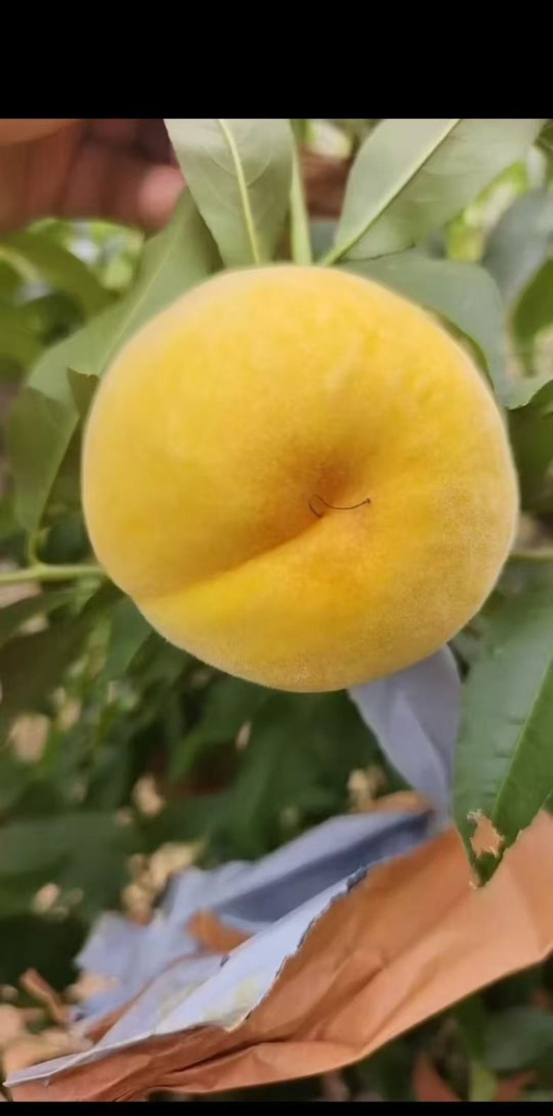黄金蜜一件代发，对接各大电商平台