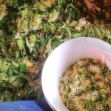 金银花