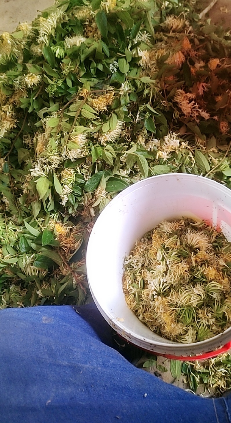 金银花