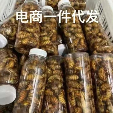 养殖场品质金蝉，一件代发，对接电商