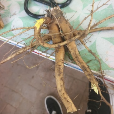 土大黄