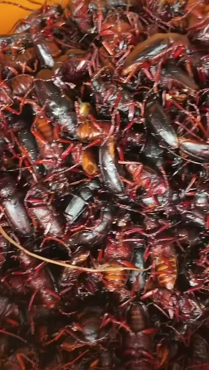 山水牛昆虫
