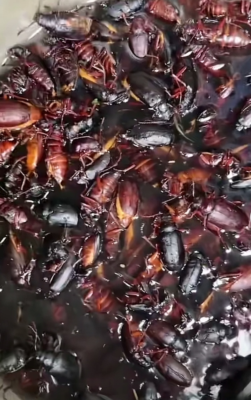 山水牛昆虫