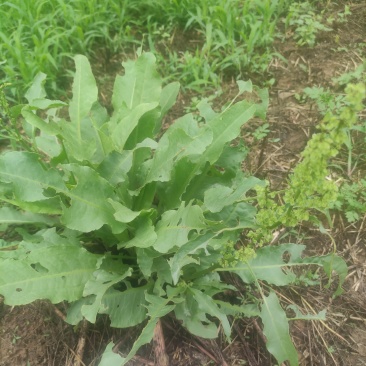 野生牛耳大黄（山菠菜），鲜货带牙出售，可室内花盆，美观可食用