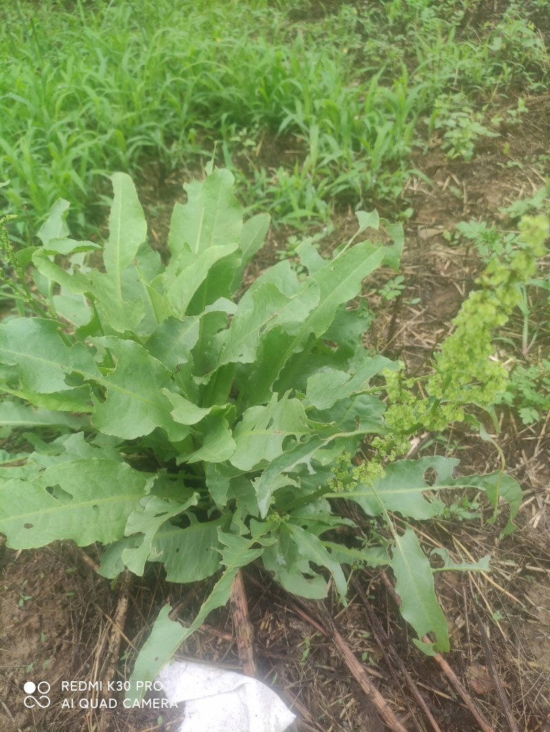 野生牛耳大黄（山菠菜），鲜货带牙出售，可室内花盆，美观可食用