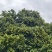 7月初上市代收或代发桂味，禾荔粤北从化荔枝全国*迟的产区