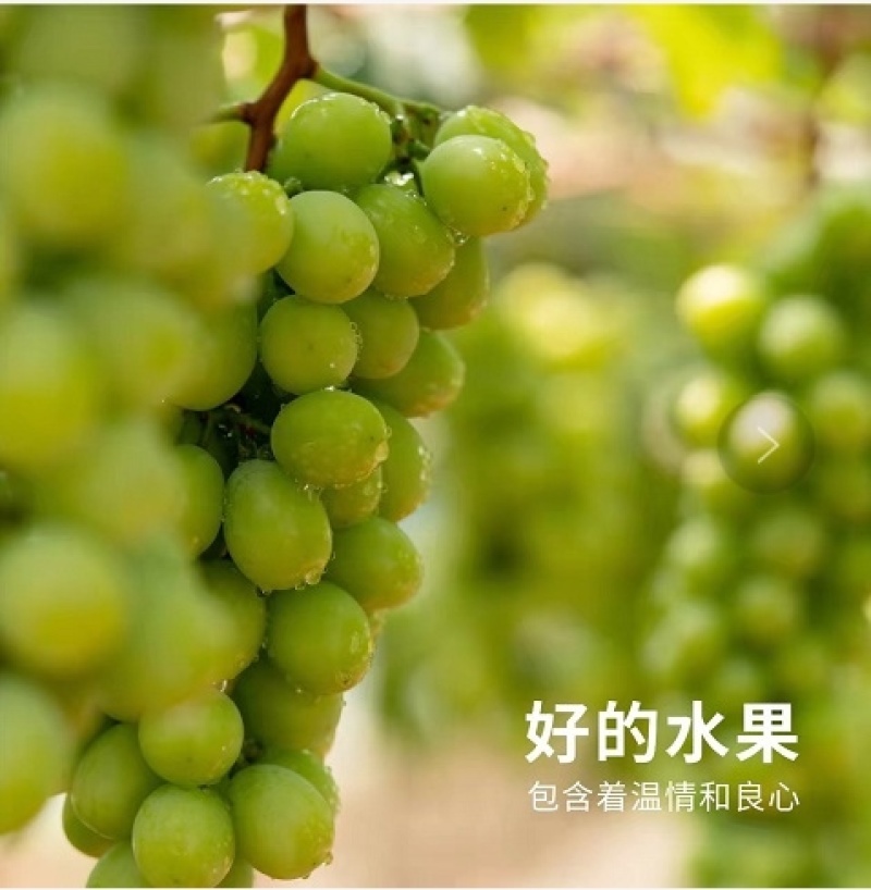 云南阳光玫瑰、夏黑、妮娜皇后
