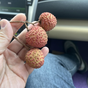 桂味荔枝