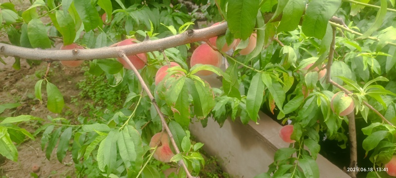 运城毛桃