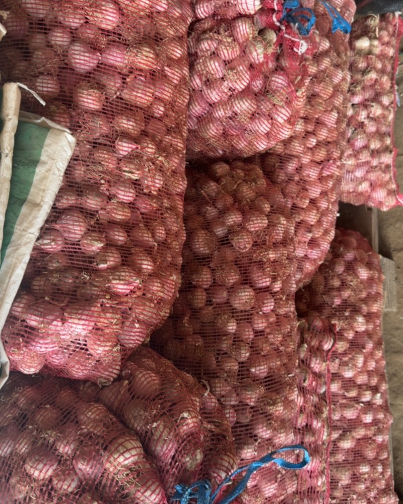 精品紫皮大蒜。可遇蒜黄。当蒜种。独头蒜。大量现货价格不高