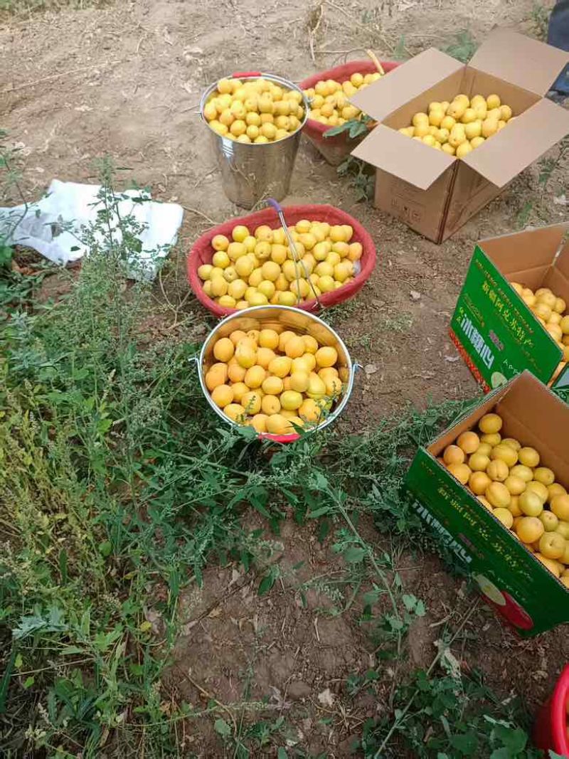 荷兰香蜜杏