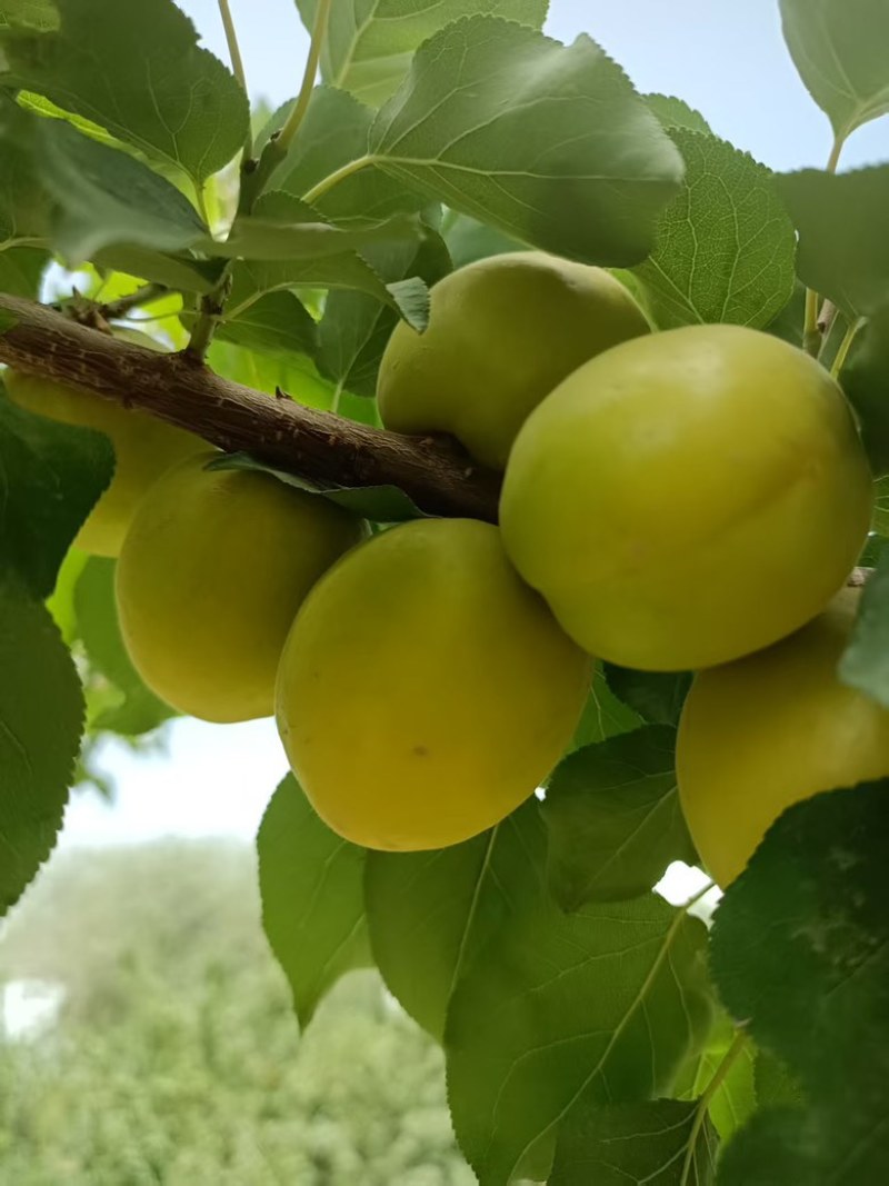 荷兰香蜜杏