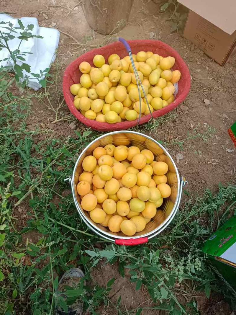 荷兰香蜜杏