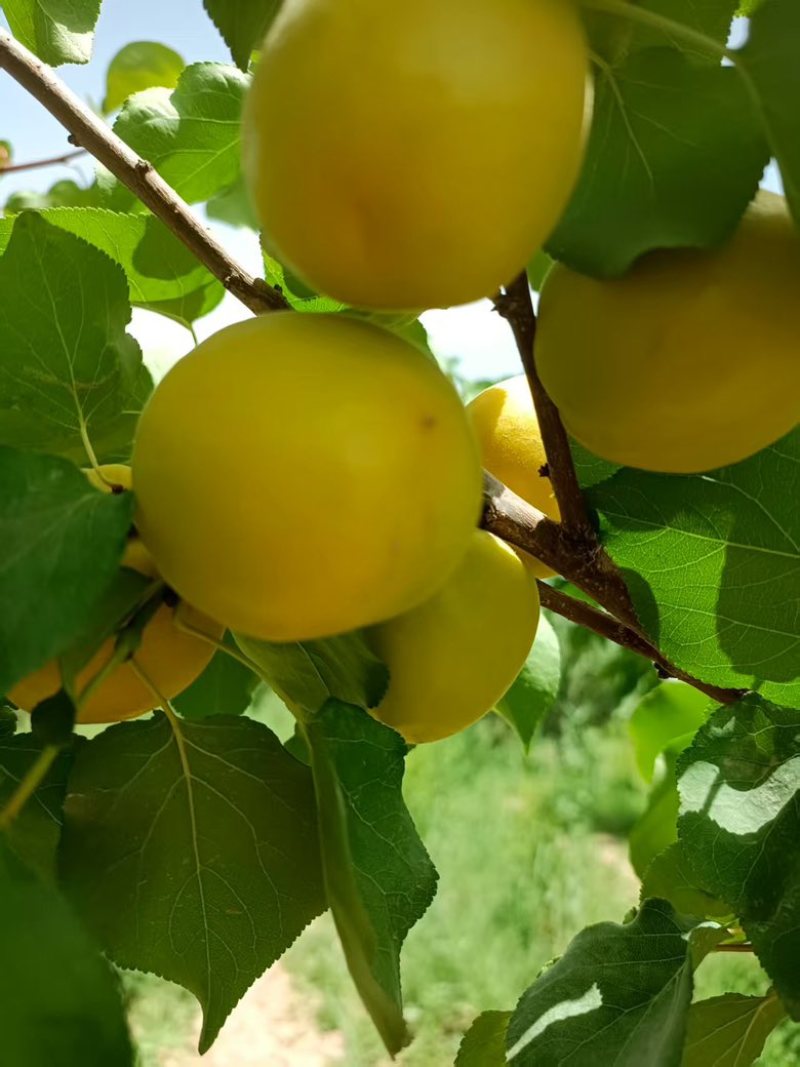 荷兰香蜜杏