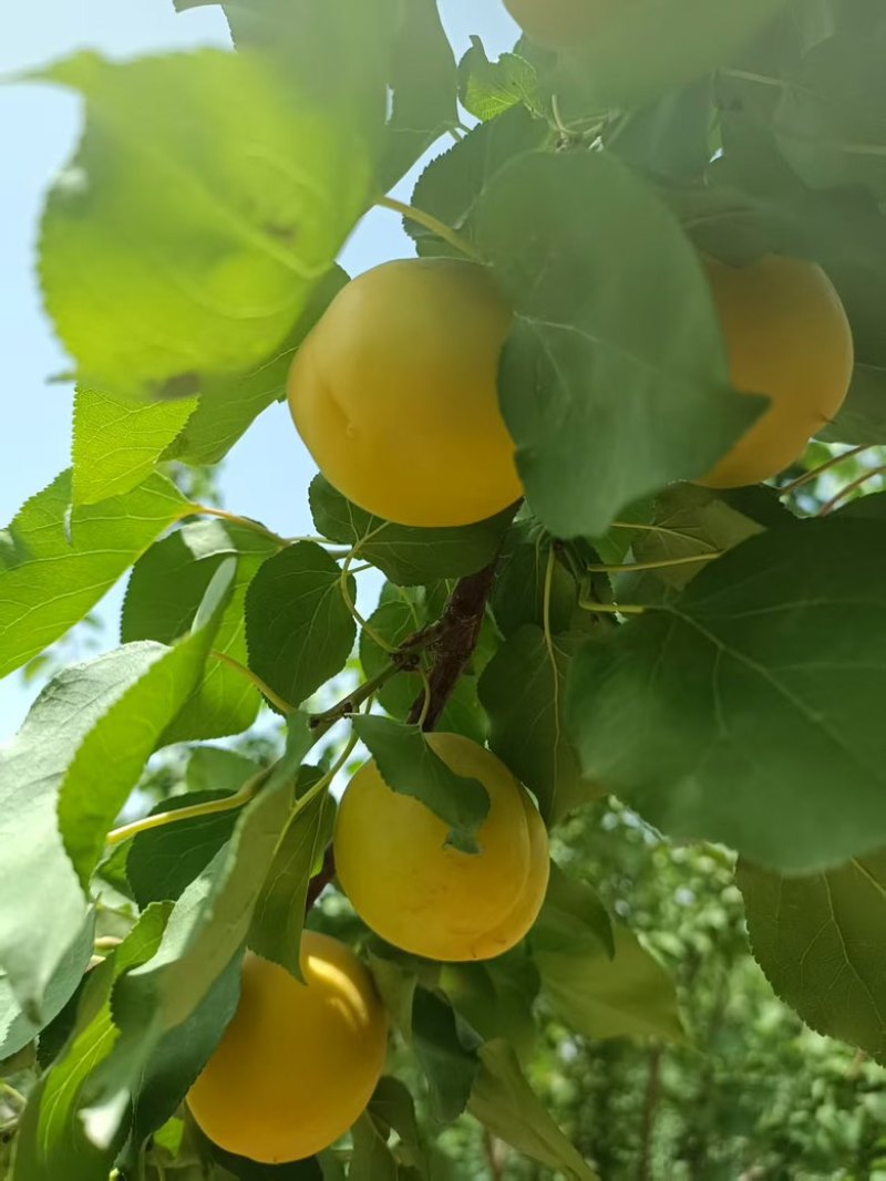 荷兰香蜜杏