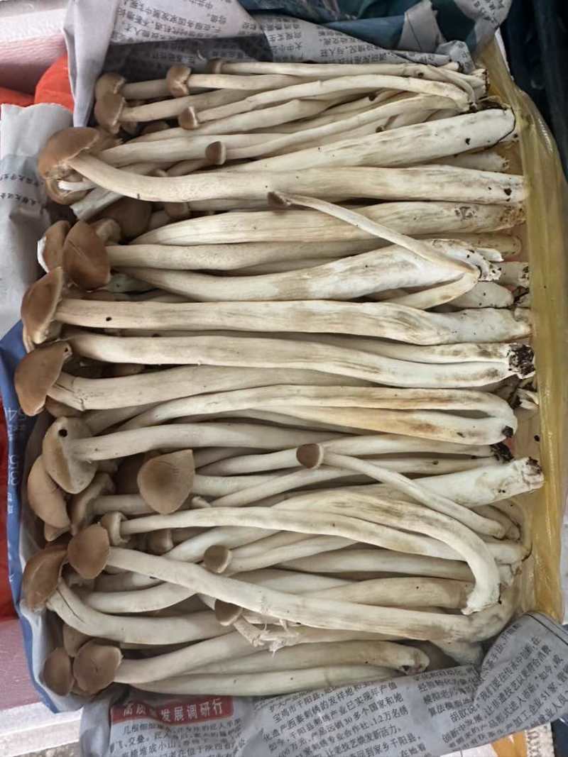 茶树菇