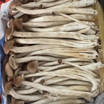 茶树菇