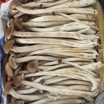 茶树菇