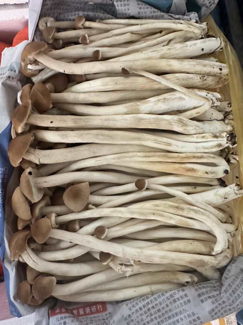 茶树菇