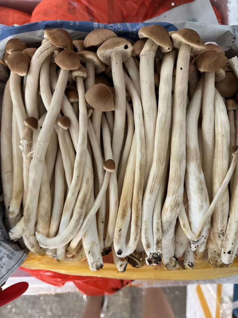 茶树菇