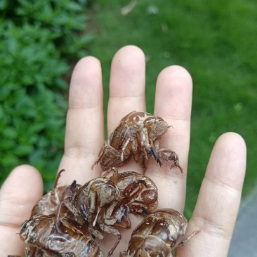 蝉蜕壳
