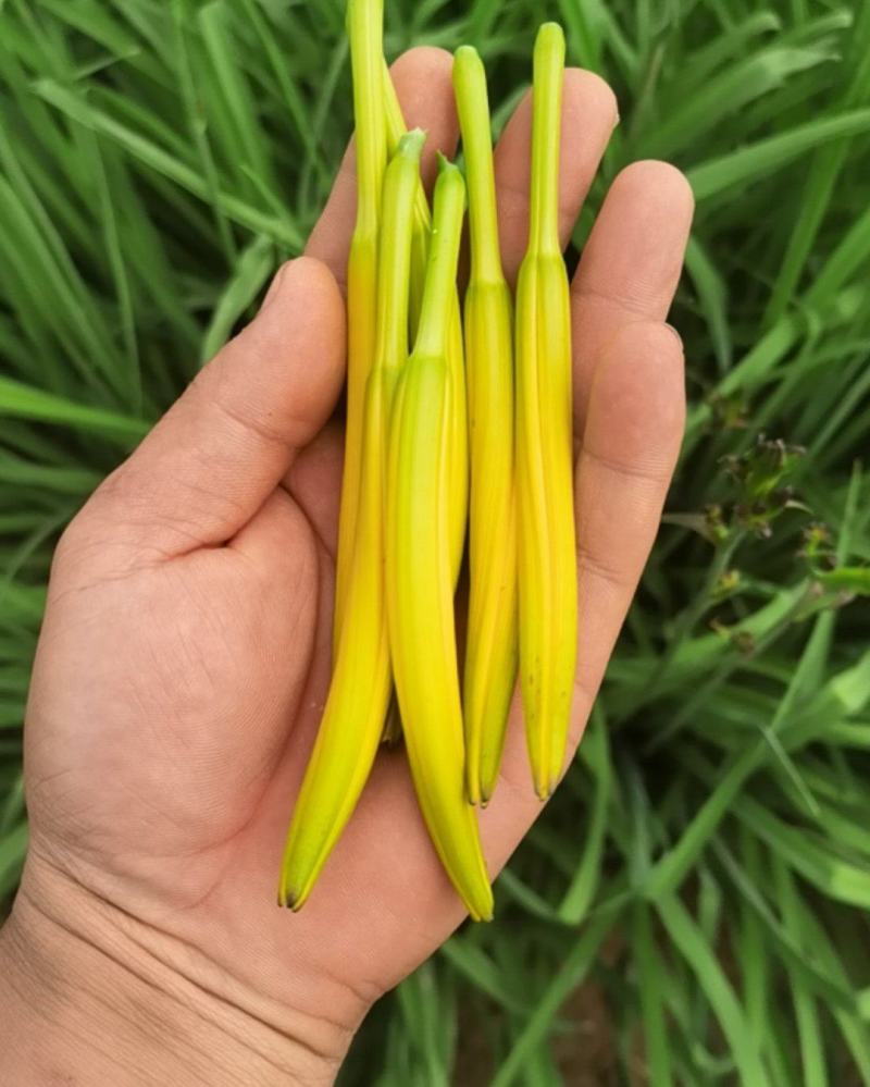 富硒黄花菜