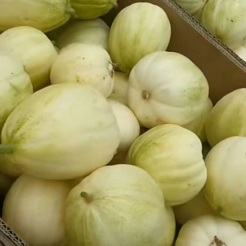 山西甜瓜