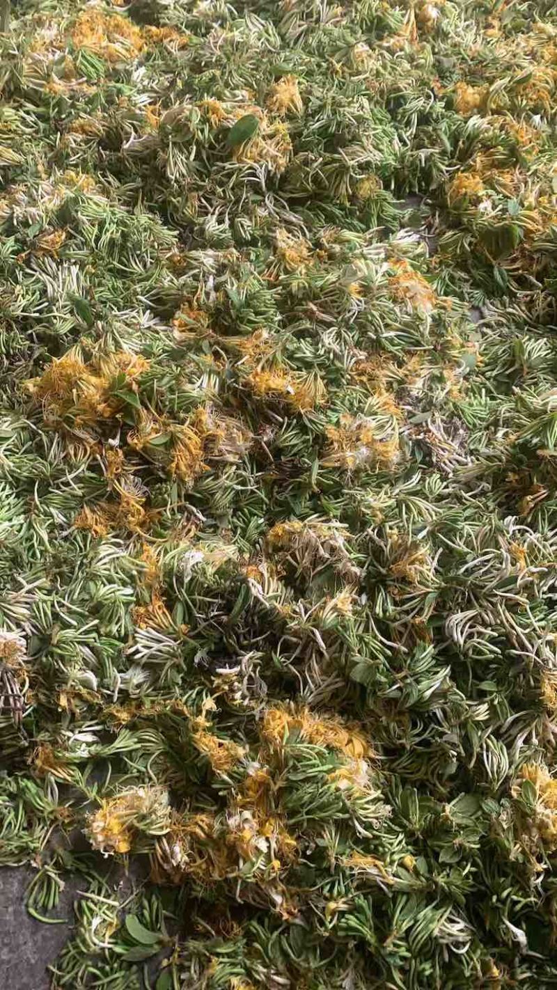 金银花
