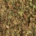 金银花