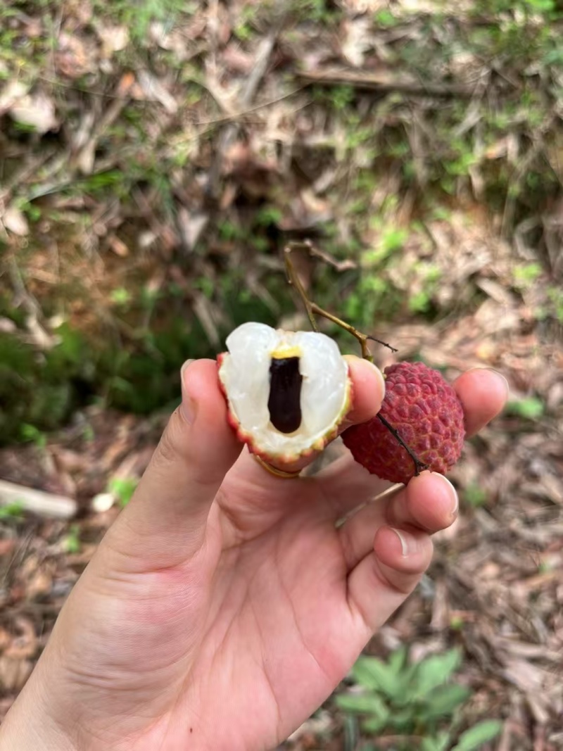 香荔，灵山独有的品种，清甜脆爽，5块一斤，两广地区10斤65
