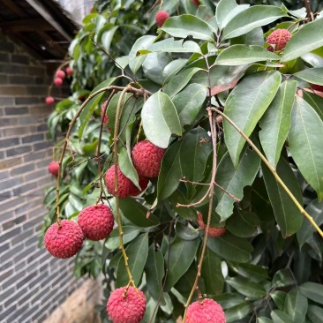 香荔，灵山独有的品种，清甜脆爽，5块一斤，两广地区10斤65