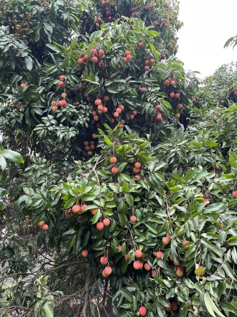 香荔，灵山独有的品种，清甜脆爽，5块一斤，两广地区10斤65