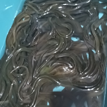 本地黄鳝