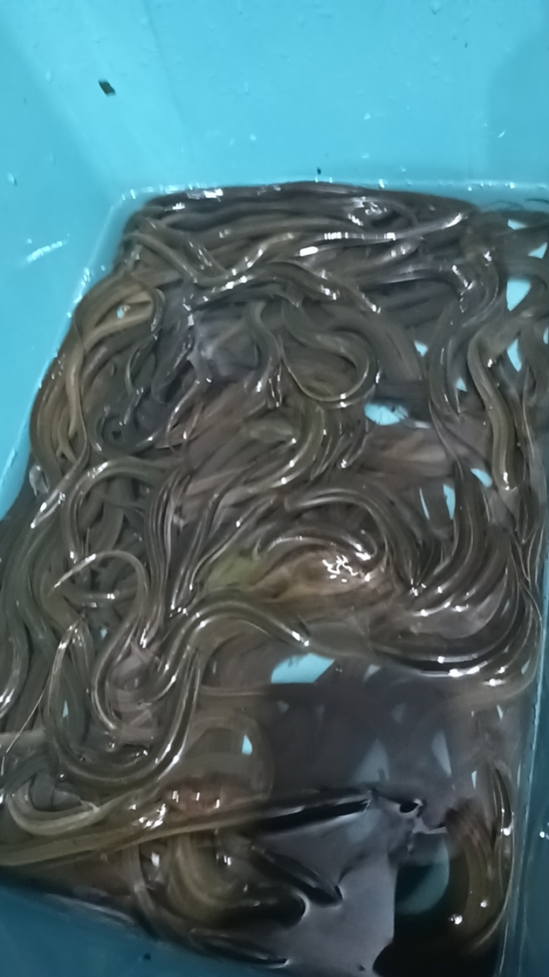 本地黄鳝