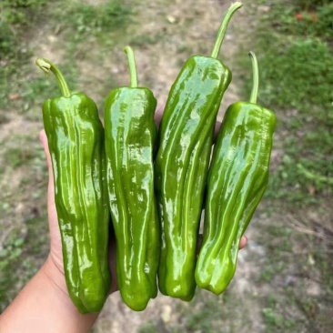 山西芜湖椒上市，大量供应，产地代办诚信经营