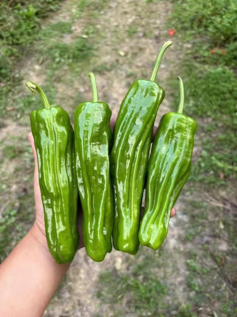 山西芜湖椒上市，大量供应，产地代办诚信经营