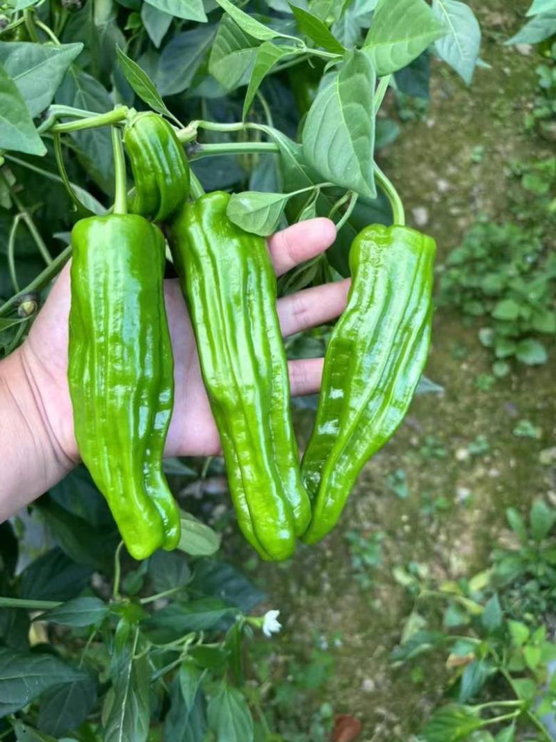 山西芜湖椒上市，大量供应，产地代办诚信经营
