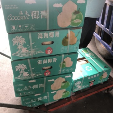 海南椰青