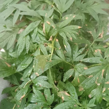 高原野生芍药