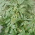 高原野生芍药