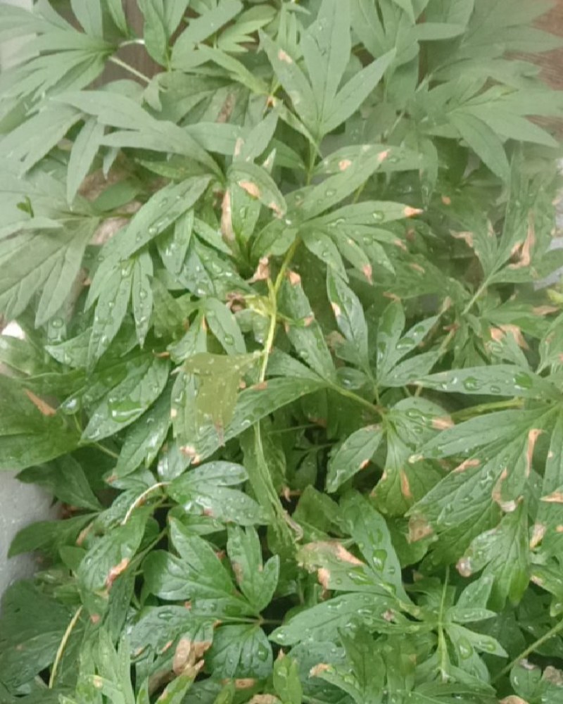 高原野生芍药